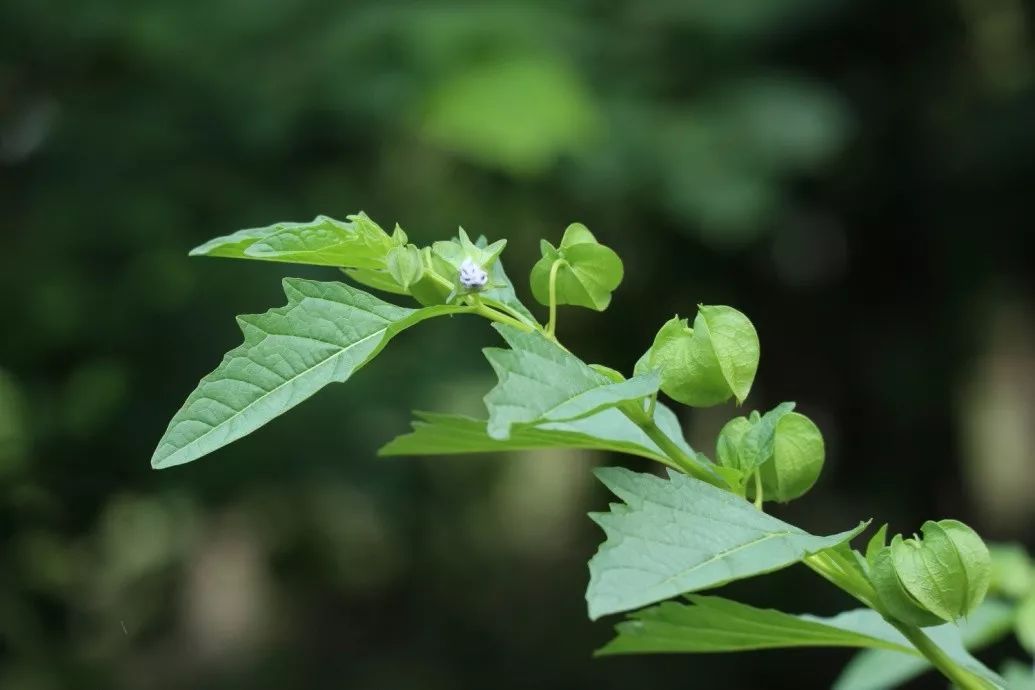 酸浆种植方法_酸浆植物_酸浆子种植技术