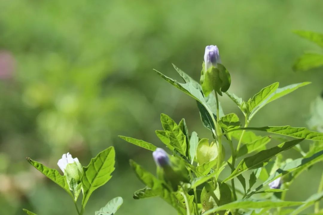 酸浆植物_酸浆子种植技术_酸浆种植方法