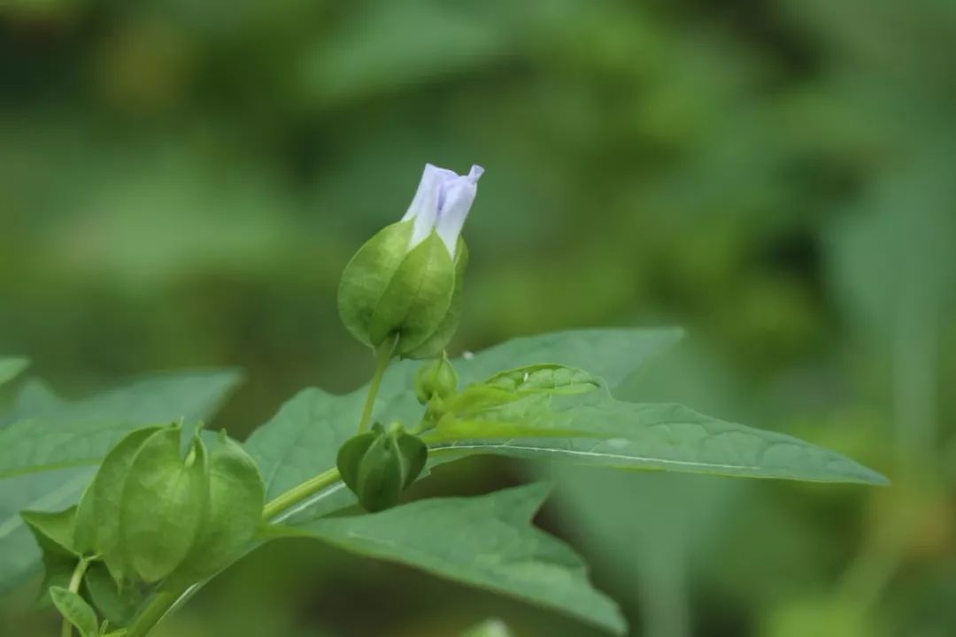 酸浆种植方法_酸浆子种植技术_酸浆植物