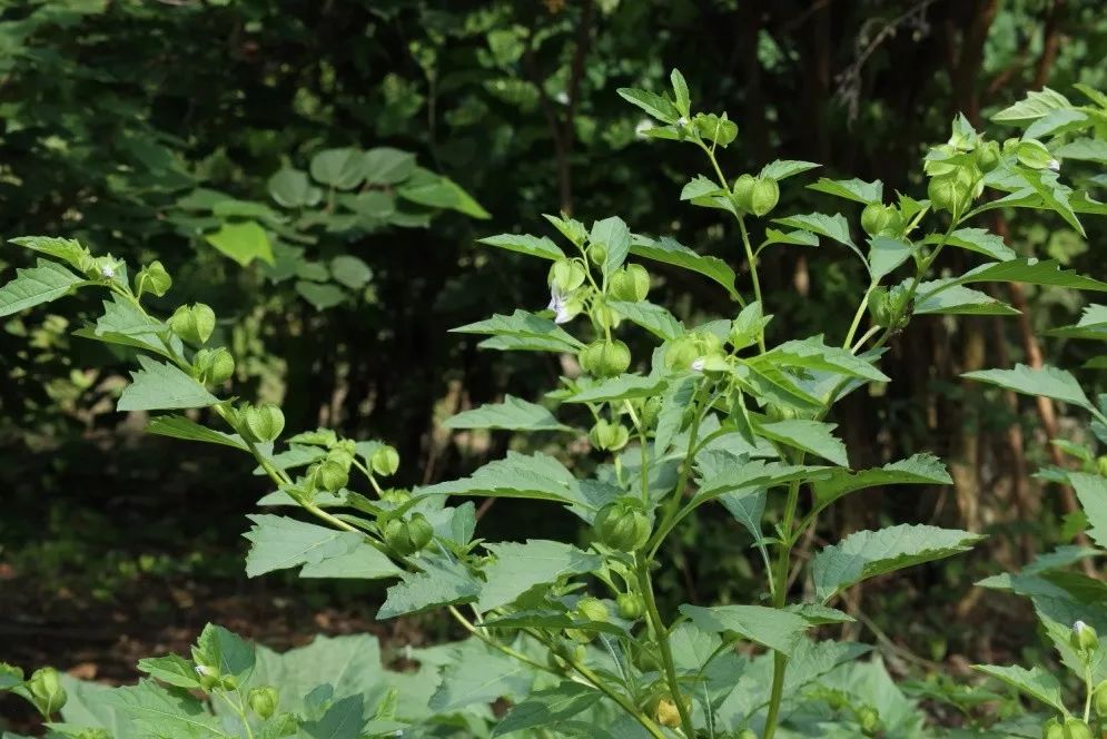 酸浆子种植技术_酸浆植物_酸浆种植方法