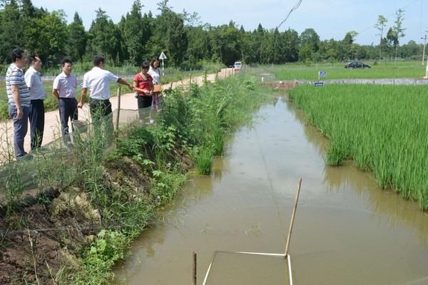泥鳅养殖技术与养殖方法_泥鳅的泥鳅养殖技术_泥鳅养殖技术教程