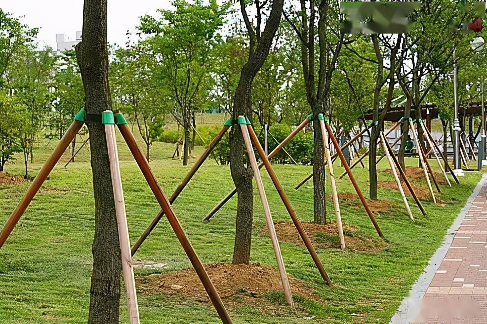 绿化种植工程施工注意事项来了