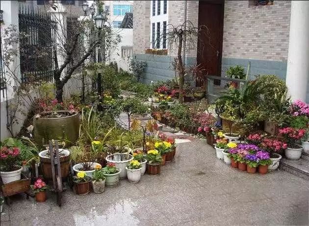 风信子栽培技术_风信子种植注意事项_风信子的种植技术