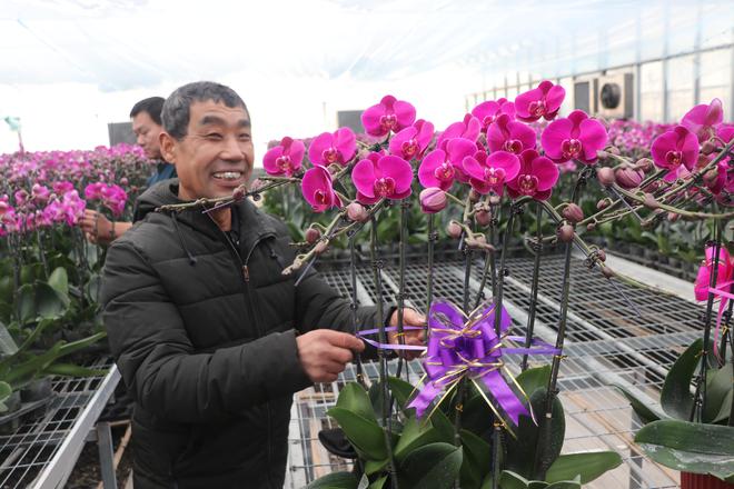 商店镇：蝴蝶兰开出乡村振兴“致富花”