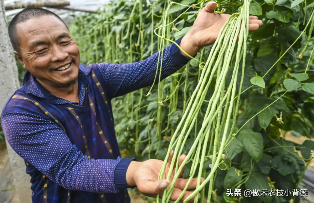 豆角种植技术视频_种植豆角的技术和方法_短豆角种植技术