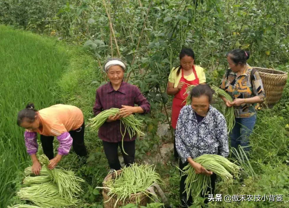 种植豆角的技术和方法_豆角种植技术视频_短豆角种植技术