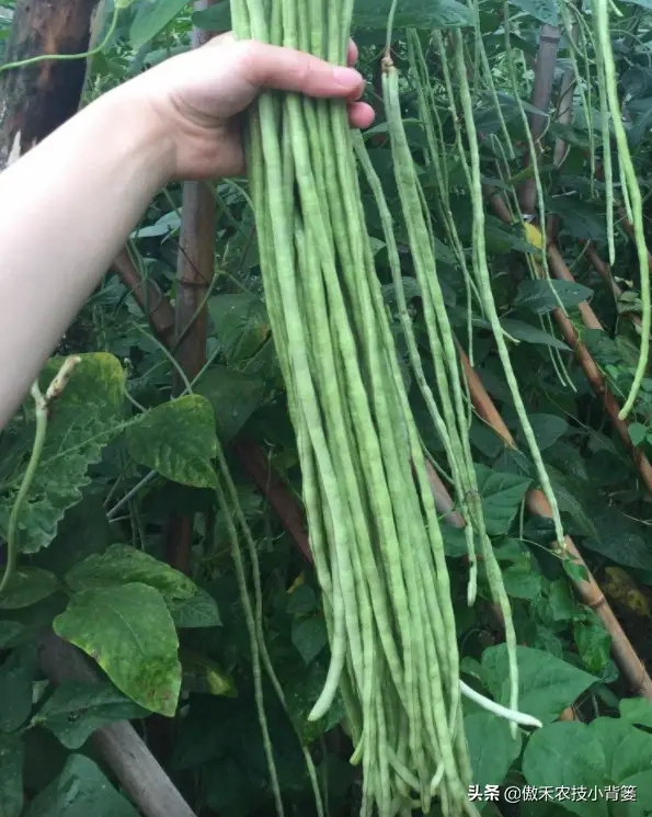 种植豆角的技术和方法_短豆角种植技术_豆角种植技术视频