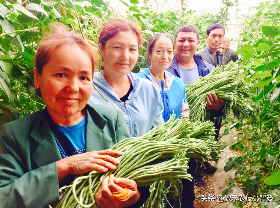 短豆角种植技术_种植豆角的技术和方法_豆角种植技术视频