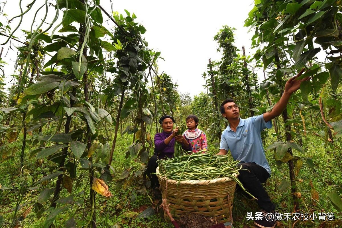 种植豆角的技术和方法_短豆角种植技术_豆角种植技术视频