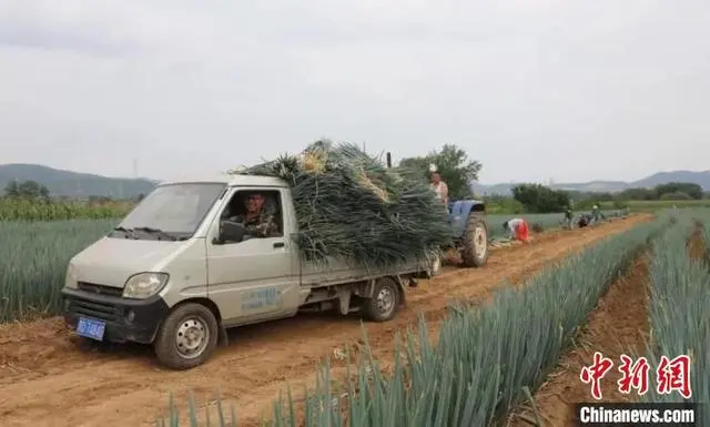 致富经小葱种植_大葱赚钱吗_致富经大葱