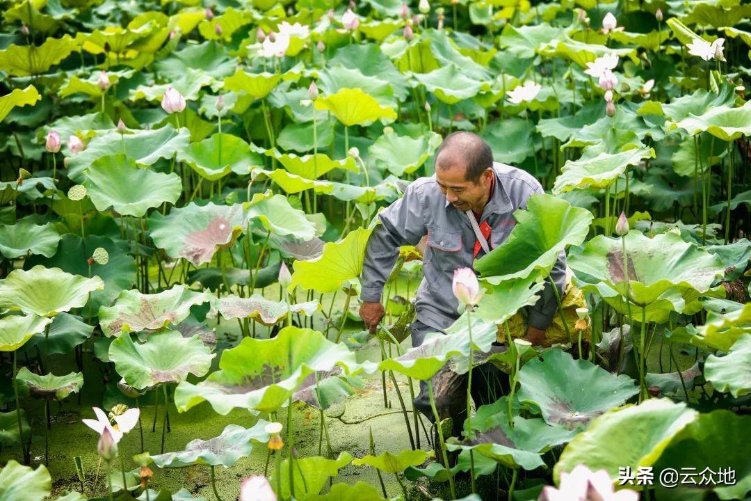 鲢鱼水花鱼苗养殖技术_养殖水花鱼苗鲢鱼技术要求_养殖水花鱼苗鲢鱼技术要点