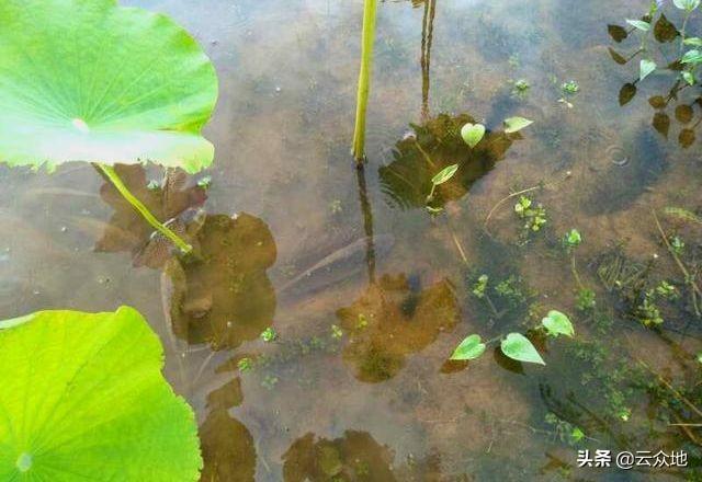 鲢鱼水花鱼苗养殖技术_养殖水花鱼苗鲢鱼技术要求_养殖水花鱼苗鲢鱼技术要点