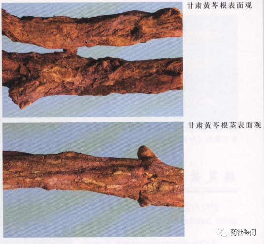 黄芩种植技术视频_黄芩种植视频管理技术_视频种植黄芩技术要求