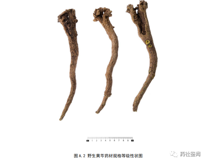 黄芩种植视频管理技术_视频种植黄芩技术要求_黄芩种植技术视频