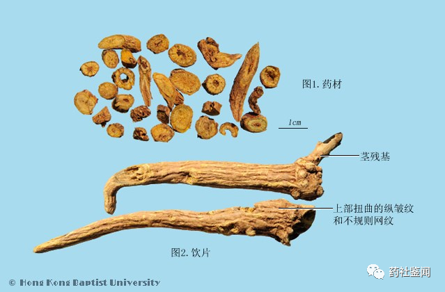 黄芩种植视频管理技术_视频种植黄芩技术要求_黄芩种植技术视频