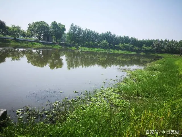 养殖甲鱼挣钱吗_最懒致富经养殖甲鱼_懒致富养殖甲鱼好吗