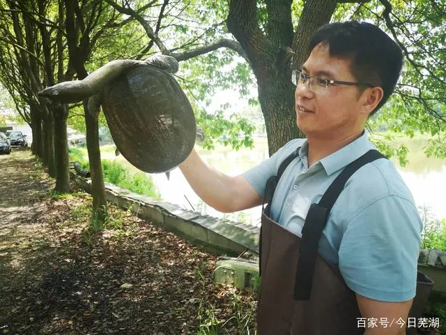 懒致富养殖甲鱼好吗_最懒致富经养殖甲鱼_养殖甲鱼挣钱吗