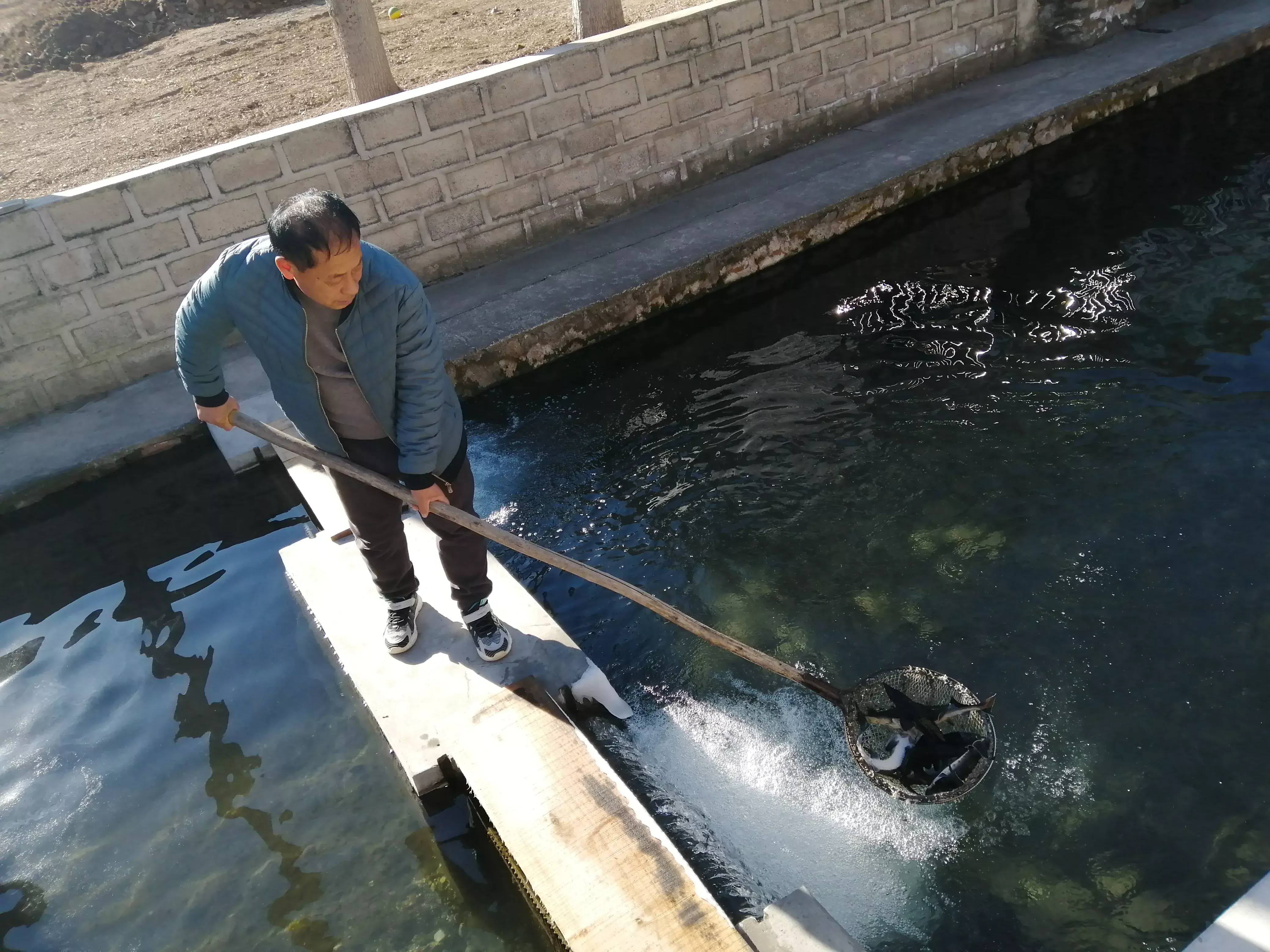 红鳟鱼养殖视频_红鳟鱼的养殖技术_红鳟鱼养殖技术