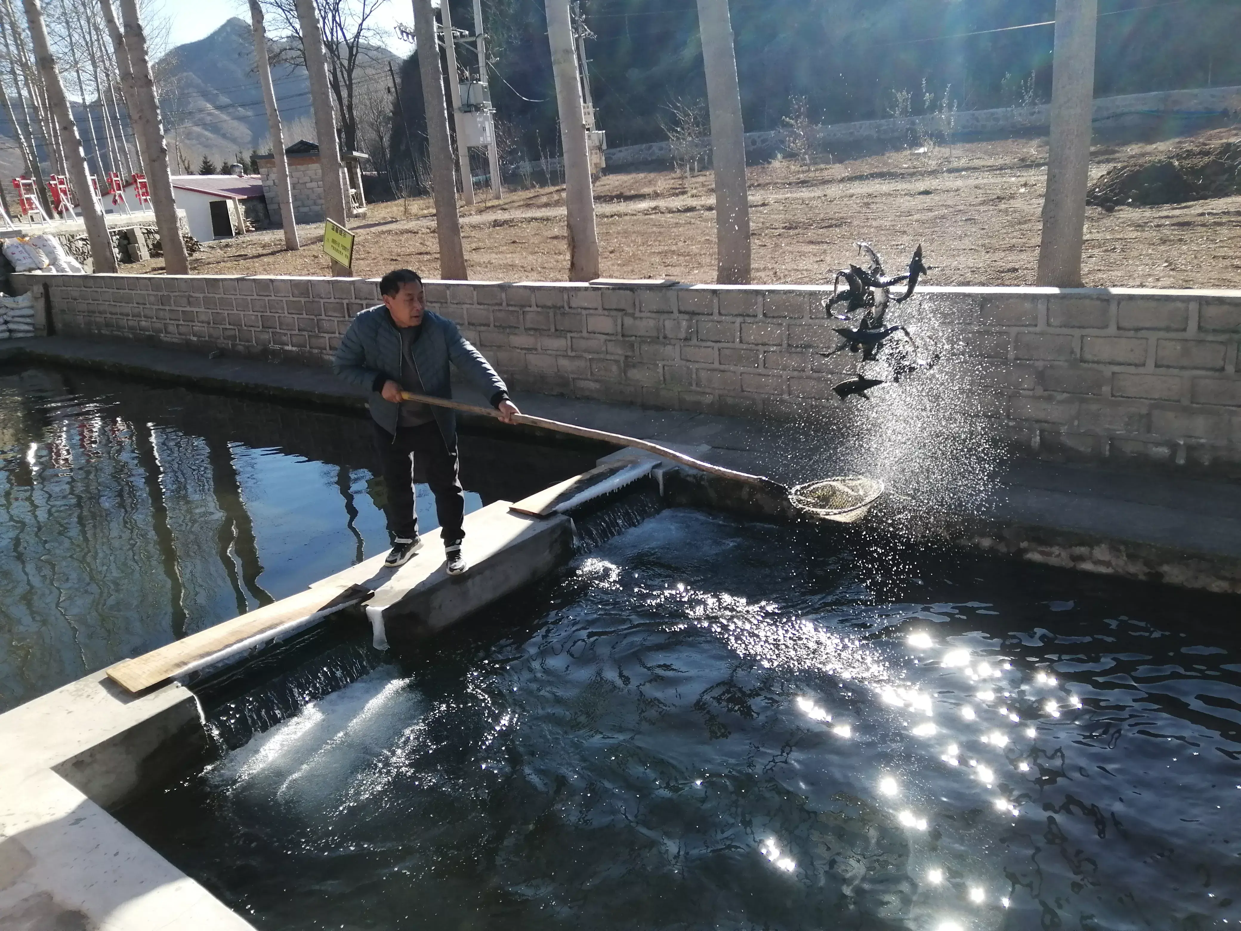 红鳟鱼的养殖技术_红鳟鱼养殖技术_红鳟鱼养殖视频