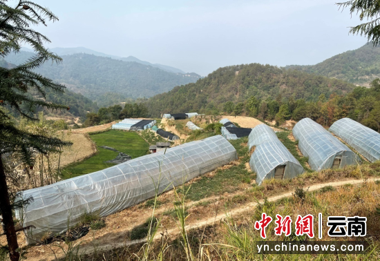 小蚂蚱“蹦”出致富路