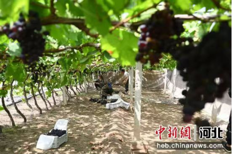 图为种植户正在采收大棚葡萄。  贾一凡 摄