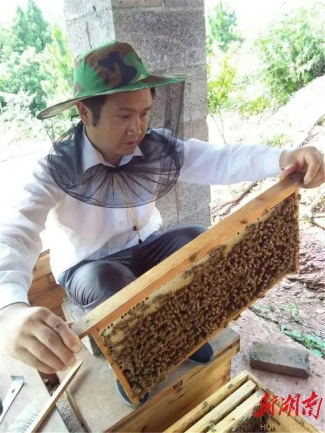 致富经养蜜蜂_致富经养蜂视频播放_致富经养蜂蜜