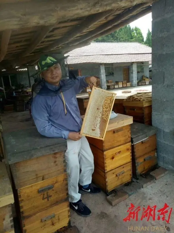 致富经养蜂蜜_致富经养蜜蜂_致富经养蜂视频播放
