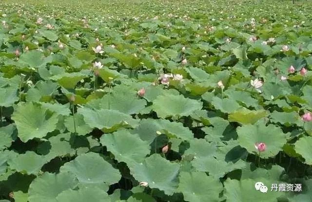 在农村种植什么比较赚钱呢？