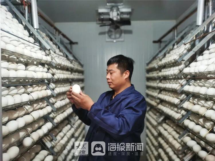 乐陵有个“鹅司令” 带领村民闯出致富路
