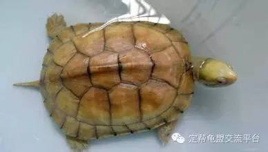 黄喉水龟养殖技术_黄喉水龟能活多久_黄喉水龟寿命多久