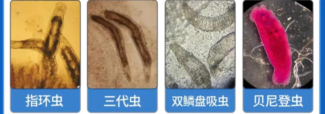 养殖技术方案怎么写_养殖方案指导技术包括_养殖技术指导方案