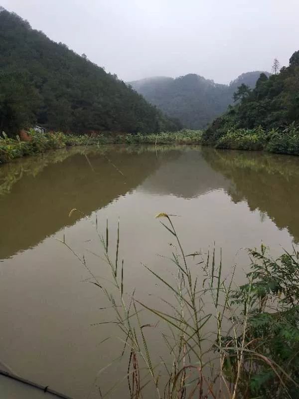 姜山怎么种植_山姜种植致富故事_山姜种植致富