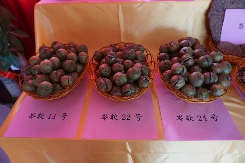 山姜种植致富_姜山怎么种植_山姜种植致富故事