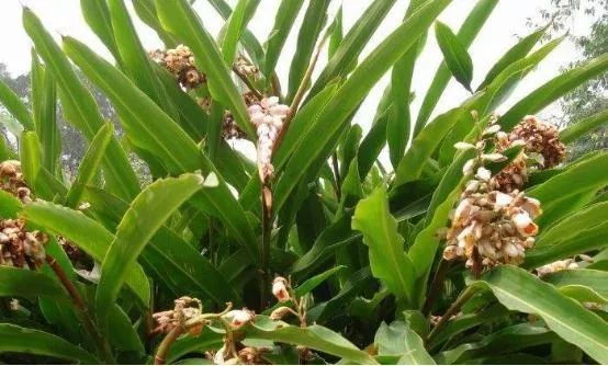 山姜种植致富_姜山怎么种植_山姜种植致富故事