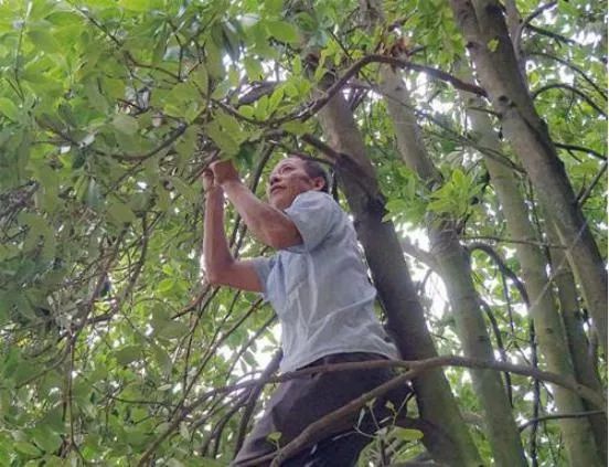 山姜种植致富故事_山姜种植致富_姜山怎么种植