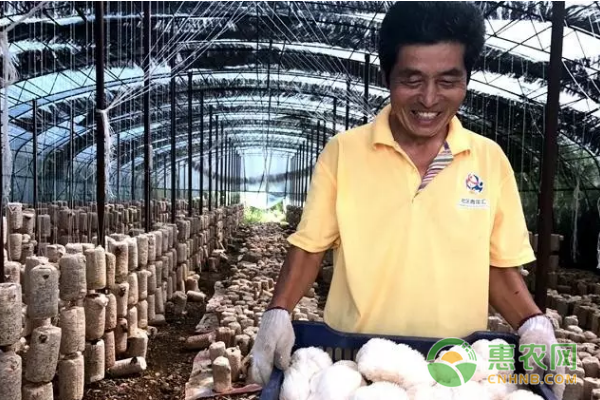 猴头菇种植案例：60万试种趟出一条致富路