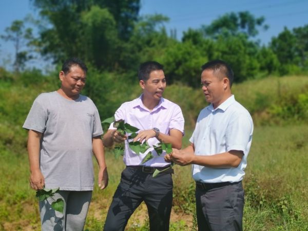 致富好项目种植_致富彩色种植项目是什么_彩色种植致富项目