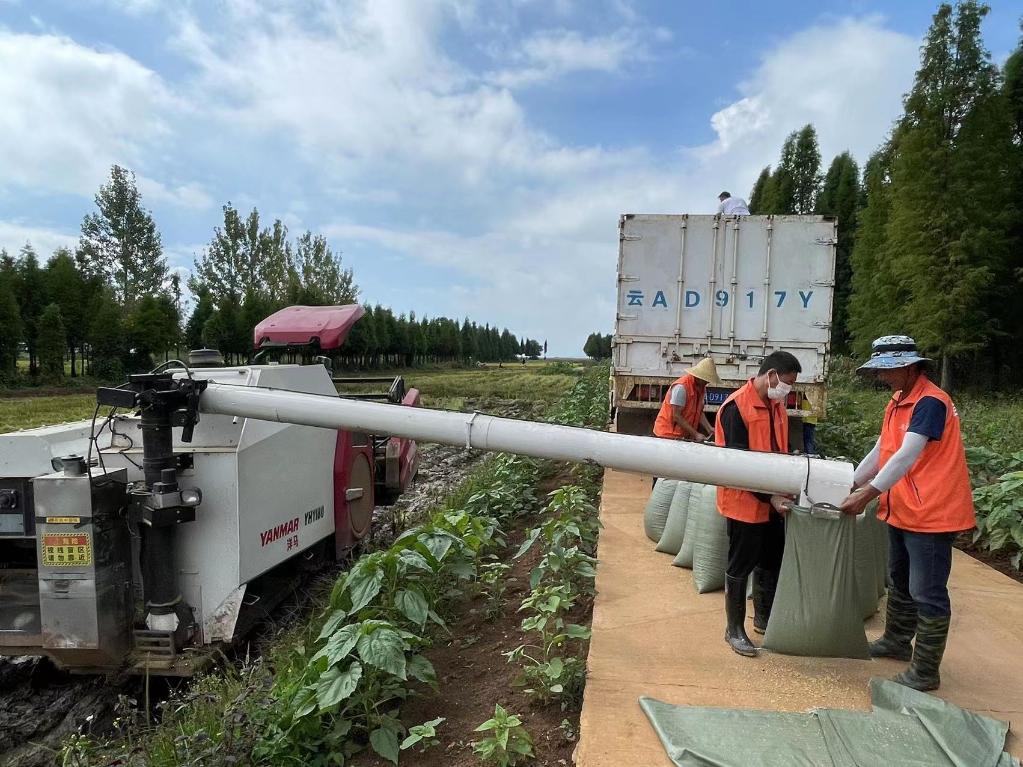 视频养殖稻田甲鱼技术新闻_稻田养甲鱼养殖技术在视频_稻田甲鱼养殖新技术视频