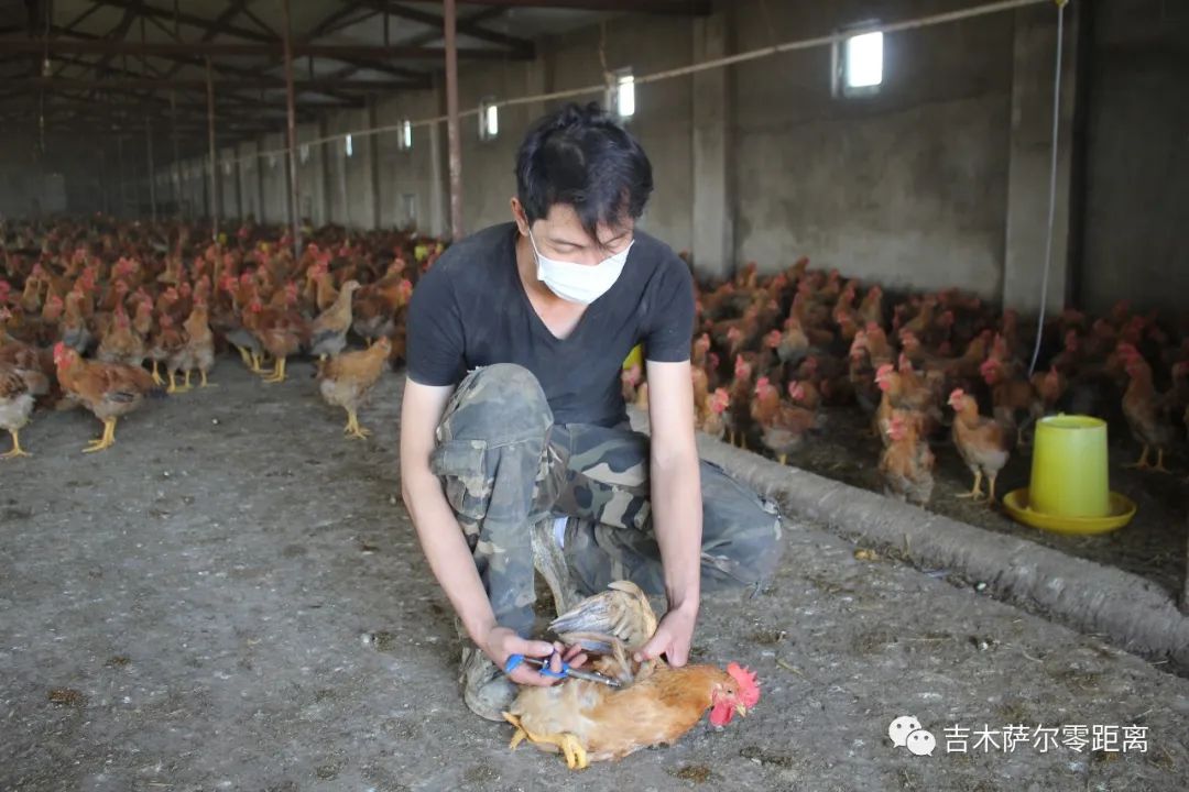 家禽养殖致富经_致富养殖家禽视频_致富养殖家禽的意义
