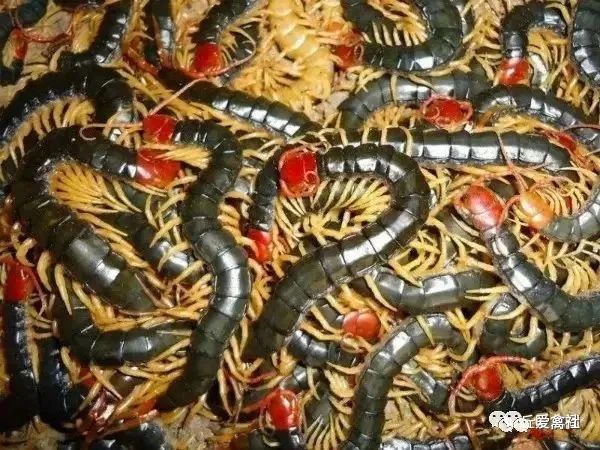 黑豚鼠养殖技术与利润_养殖黑豚鼠致富的经济价值_黑豚鼠养殖视频致富经
