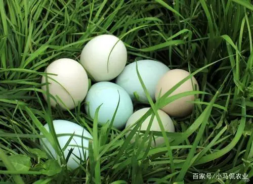 松针种植致富秘诀_松针在养殖中的应用_松针种植物有什么作用
