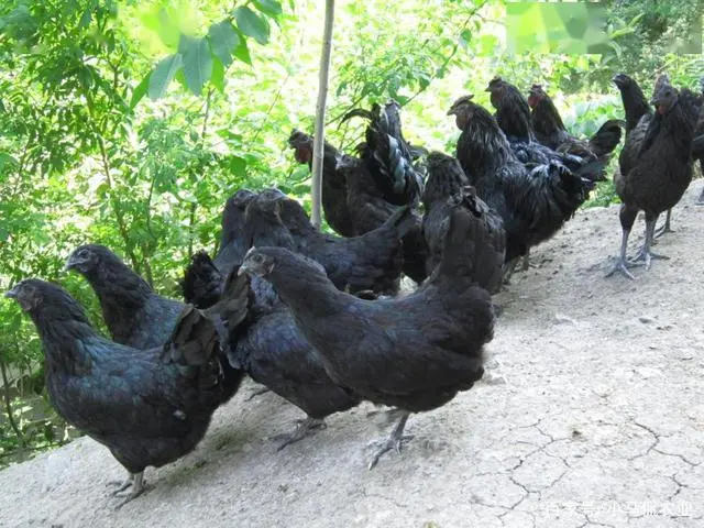 松针种植物有什么作用_松针在养殖中的应用_松针种植致富秘诀