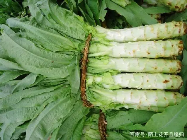 致富种植莴笋怎么样_致富种植莴笋视频_种植莴笋致富