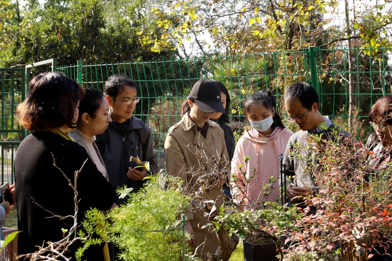 盆栽种植家庭藿香技术方法_盆栽种植家庭藿香技术要点_家庭盆栽藿香种植技术