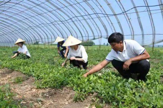 河北致富经养殖业_河北养殖大户_河北的养殖业