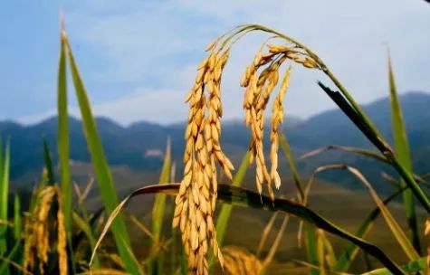 农业农村部种植致富经_农村致富项目种植业_农村致富新项目种植业