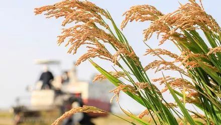 农业农村部种植致富经_农村致富新项目种植业_农村致富项目种植业