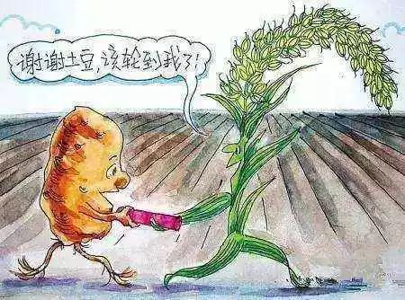 农业农村部种植致富经_农村致富新项目种植业_农村致富项目种植业