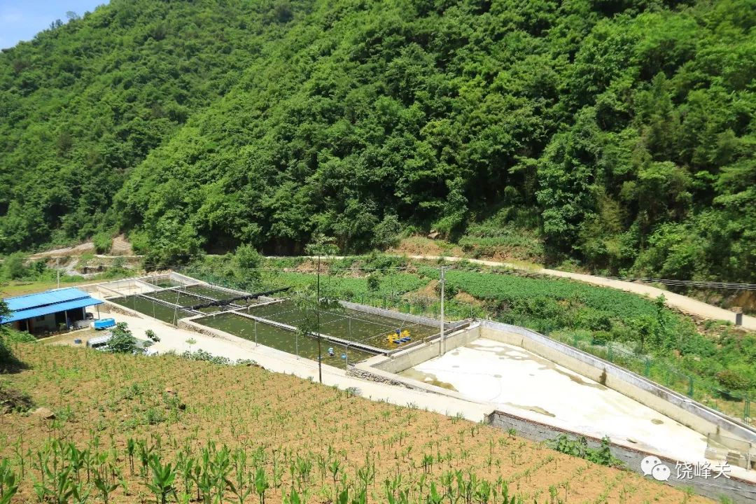 金鳟养殖水温_金鳟鱼苗批发_西安金鳟鱼养殖技术
