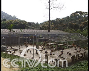 七彩山鸡养殖视频大全_七彩山鸡养殖技术视频_七彩山鸡养殖成本和利润